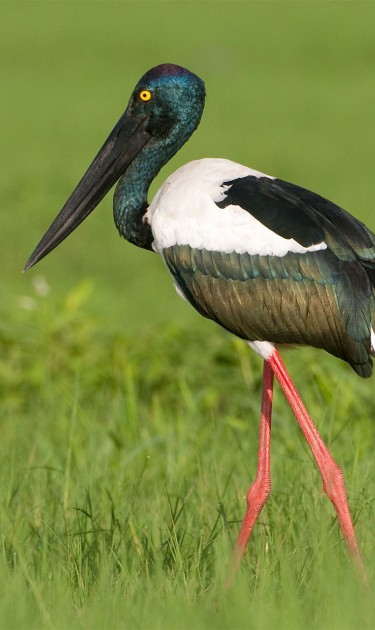 Jabiru (black-necked stork),