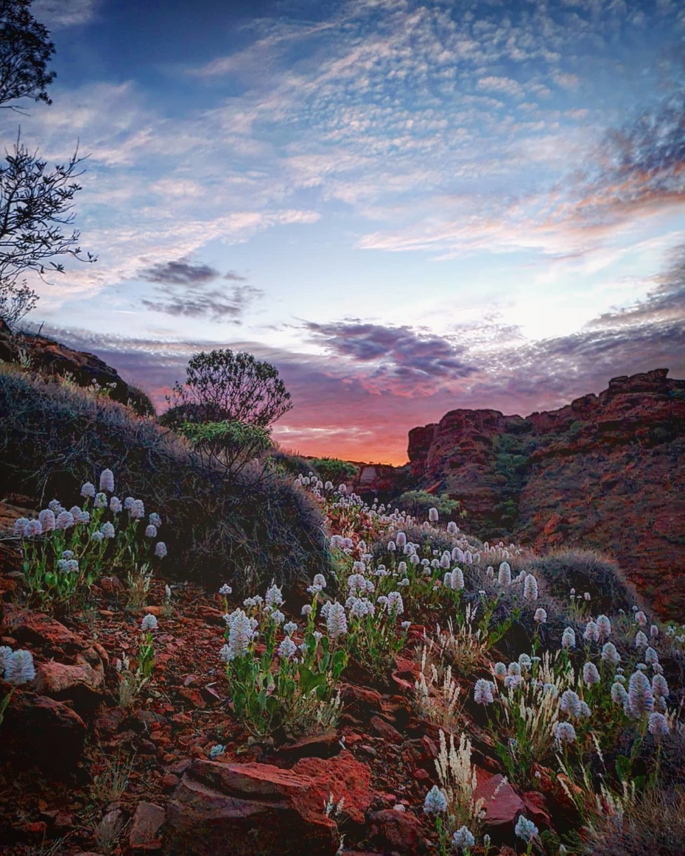 kings-canyon-national-park-flower