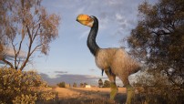 Mega Fauna Display in Alice Springs