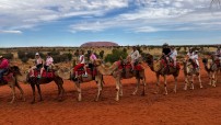 Uluru camel famil