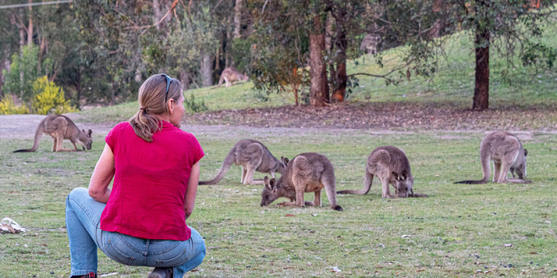 Tanja Lagoon Camp kangaroos feeding