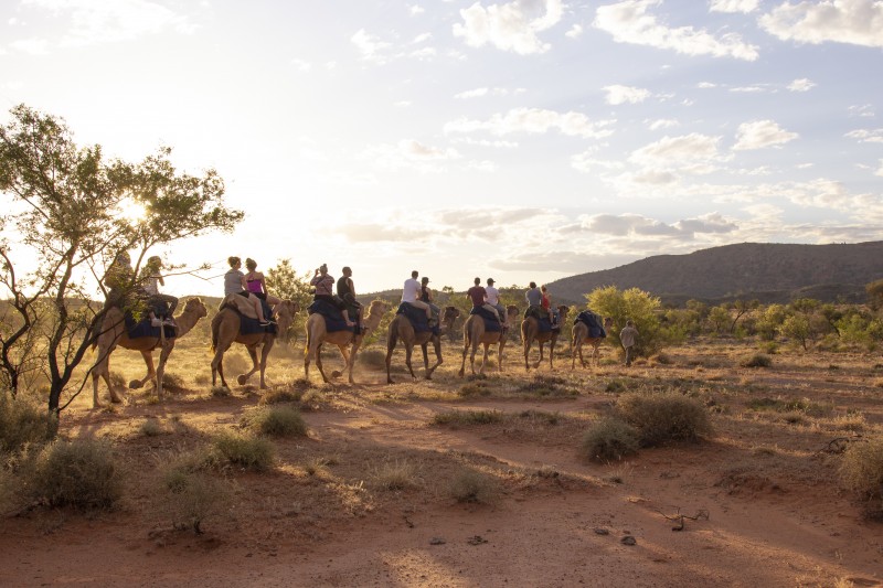 Pyndan Camel Tracks
