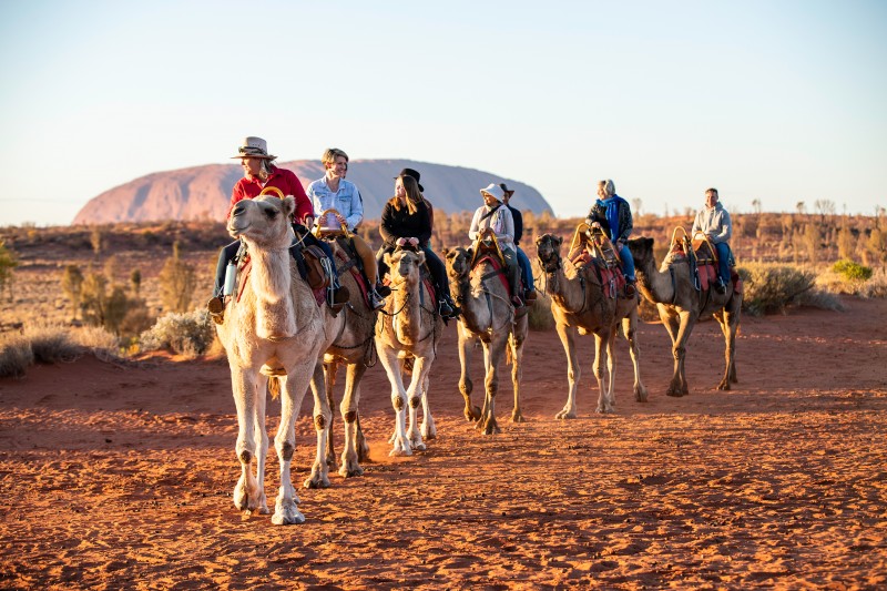 Group on a camel tour at Uluru 