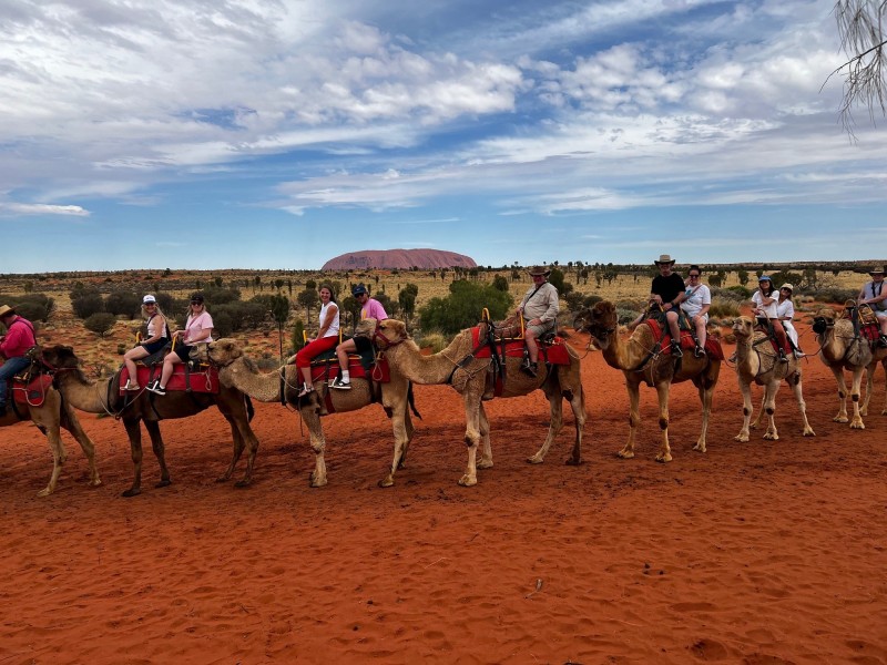 Uluru camel famil