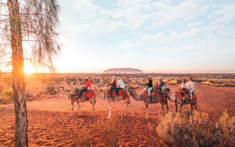 A tour group riding camels with Uluru in the background at sunset
